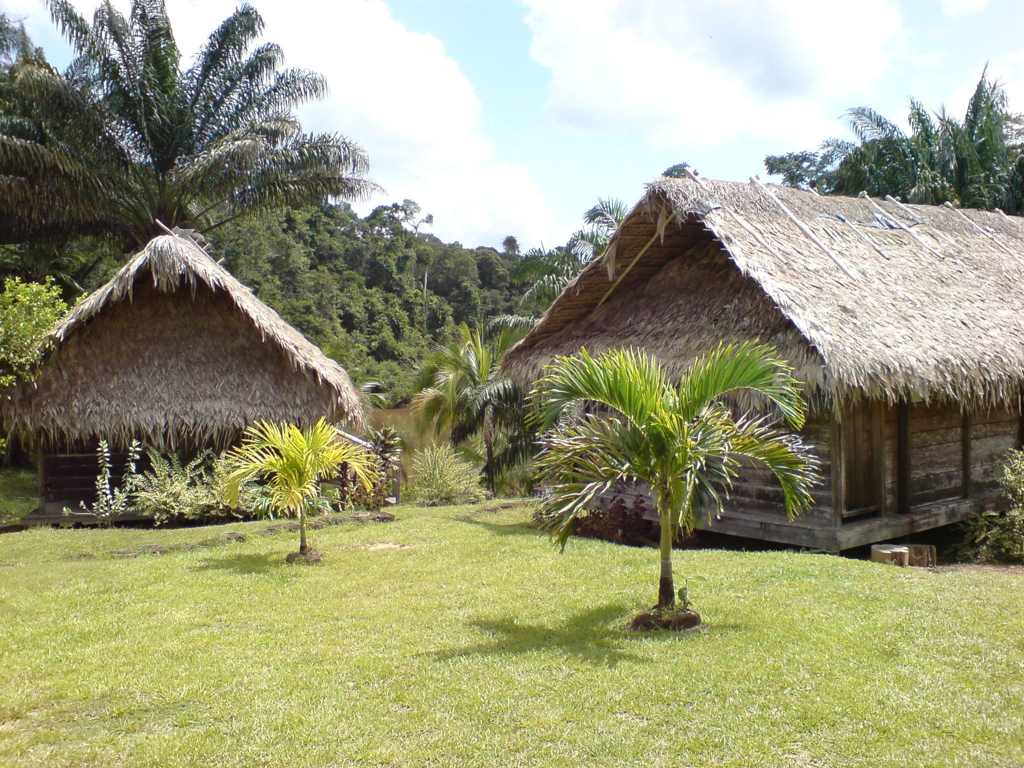 Thatched huts in a tropical setting