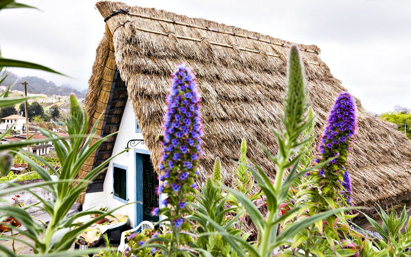 Thatched-roof Cottage — Purple