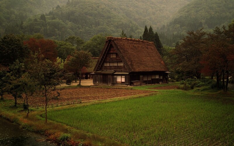 Thatched-roof House — Green, Serene, Autumn, Photograph, Rice Paddy