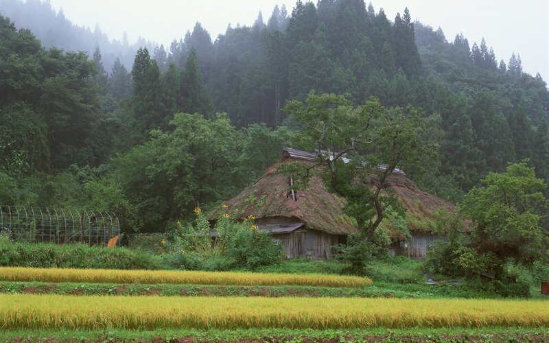 Thatched roof house in rice fields