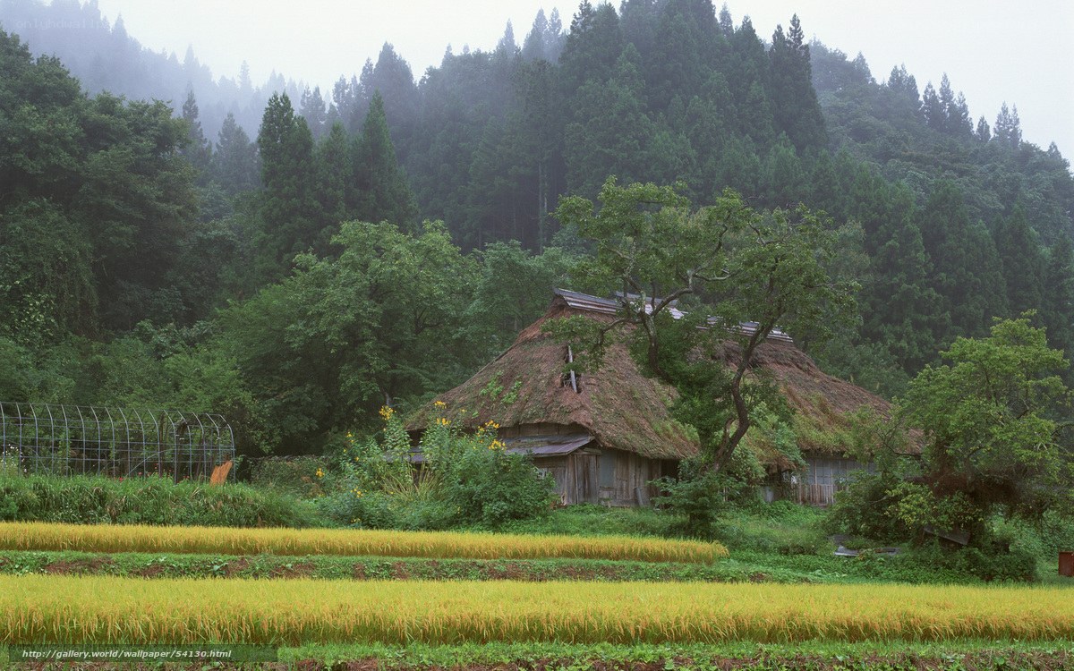 Thatched roof house in rice fields