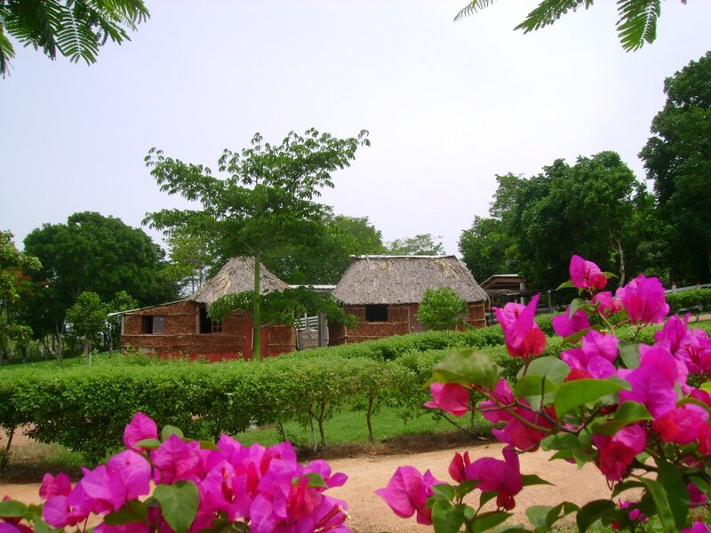 Thatched-roof Huts — Pink