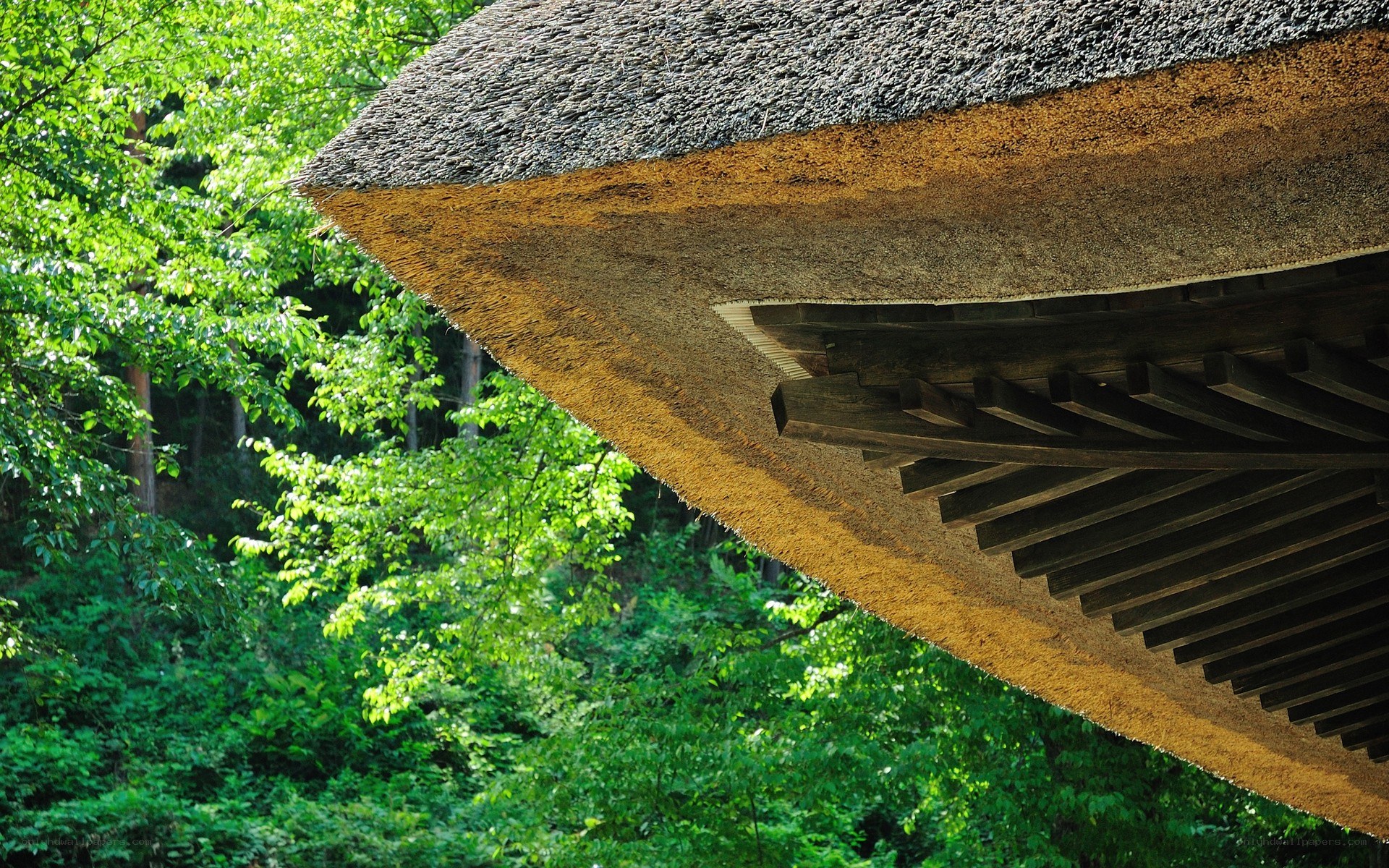 thatched roof in forest