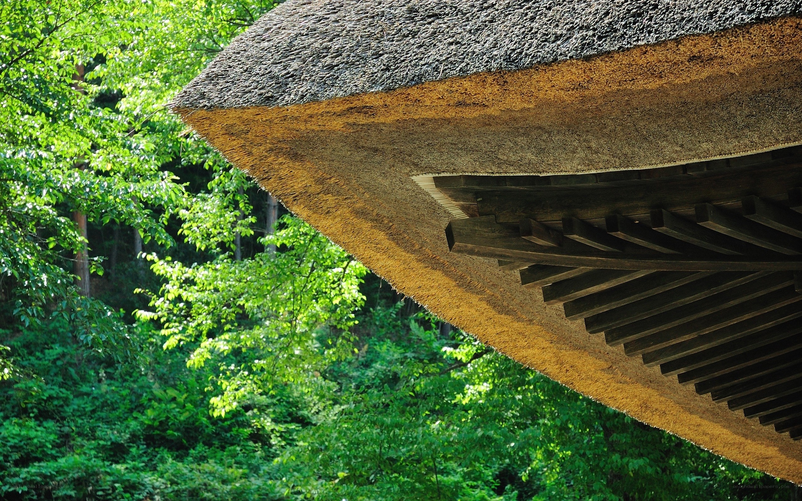 Thatched roof in forest