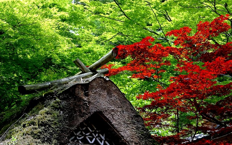 Thatched roof with red maple