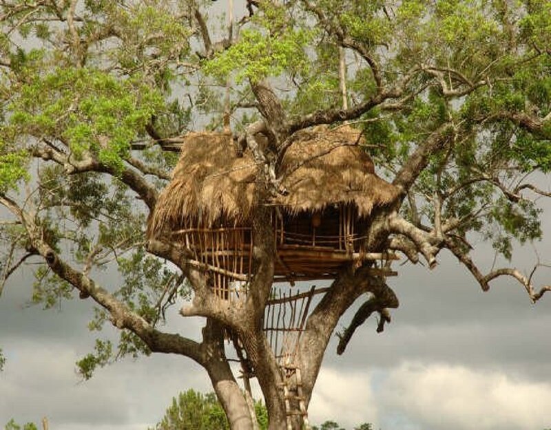 Thatched Treehouse