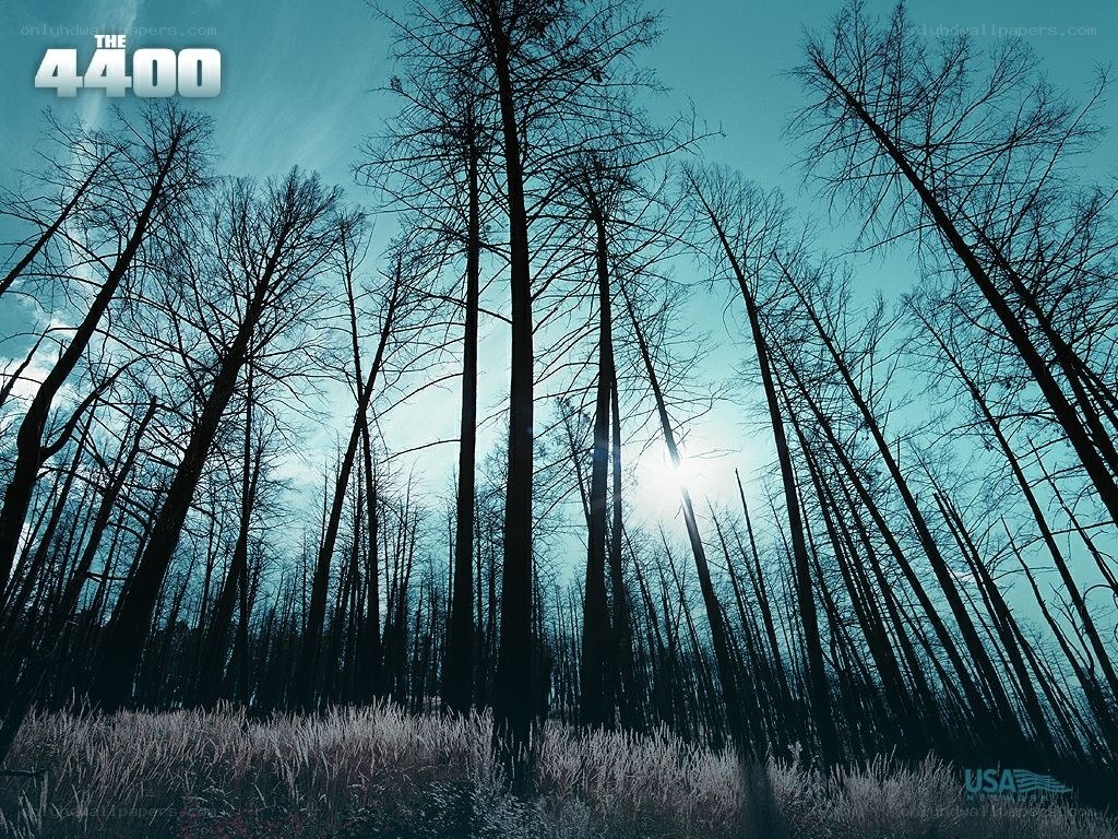 The 4400 forest scene
