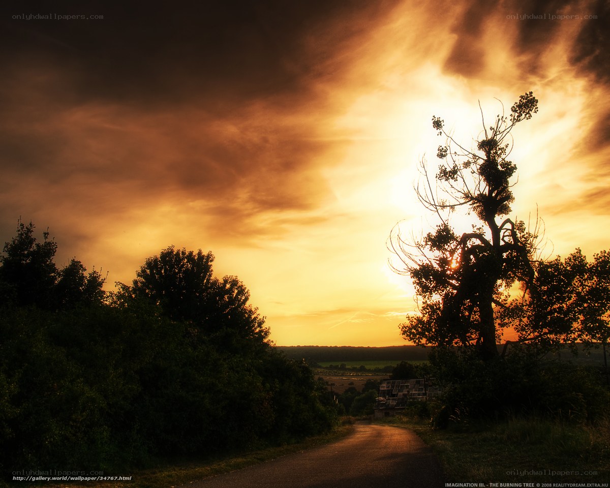 The Burning Tree at Sunset