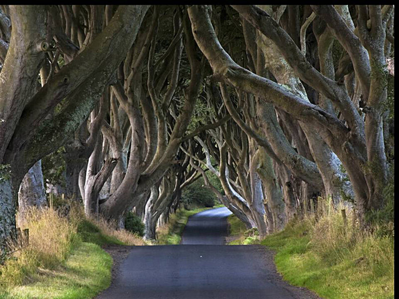 The Dark Hedges tunnel