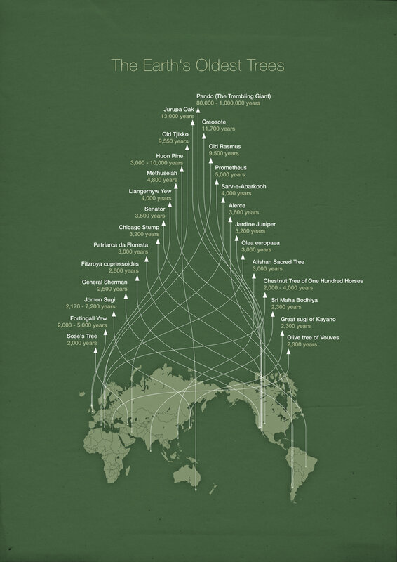 The Earth's Oldest Trees