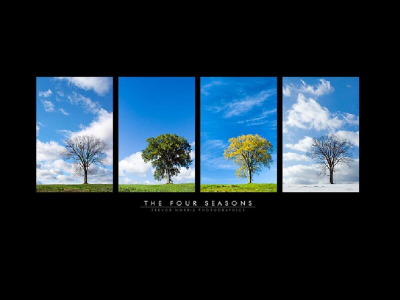 The Four Seasons Tree