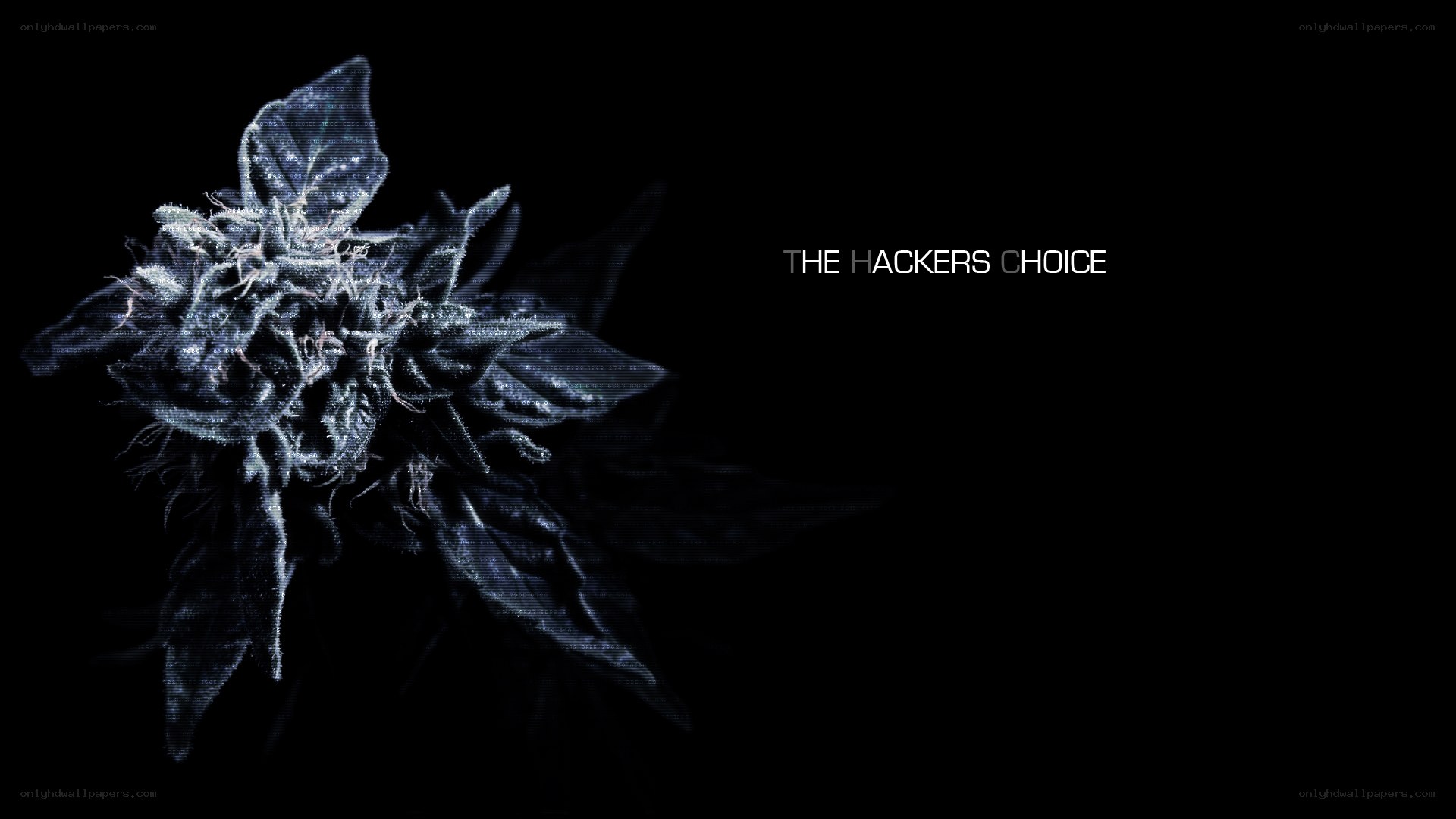 The Hackers Choice