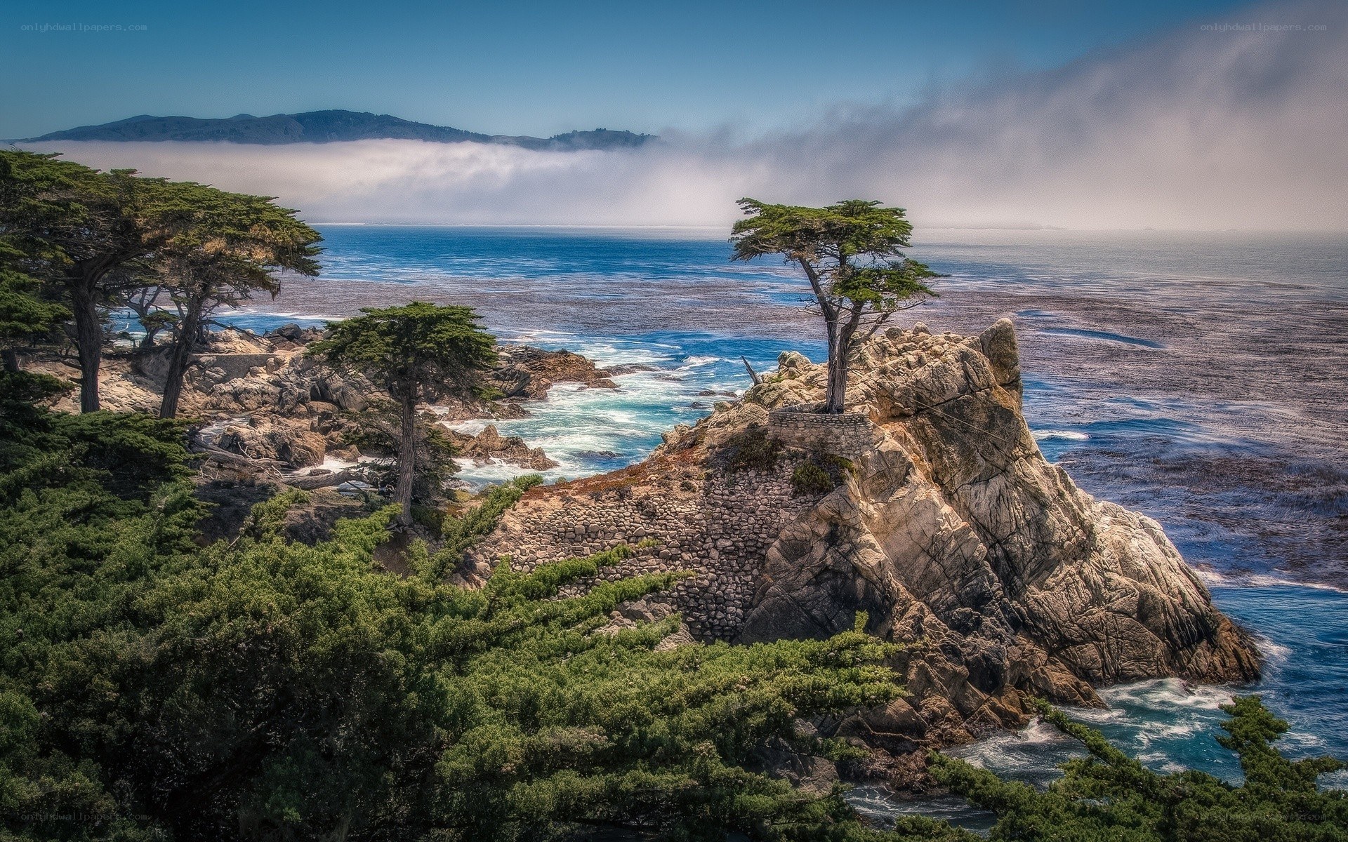 The Lone Cypress at Pebble Beach