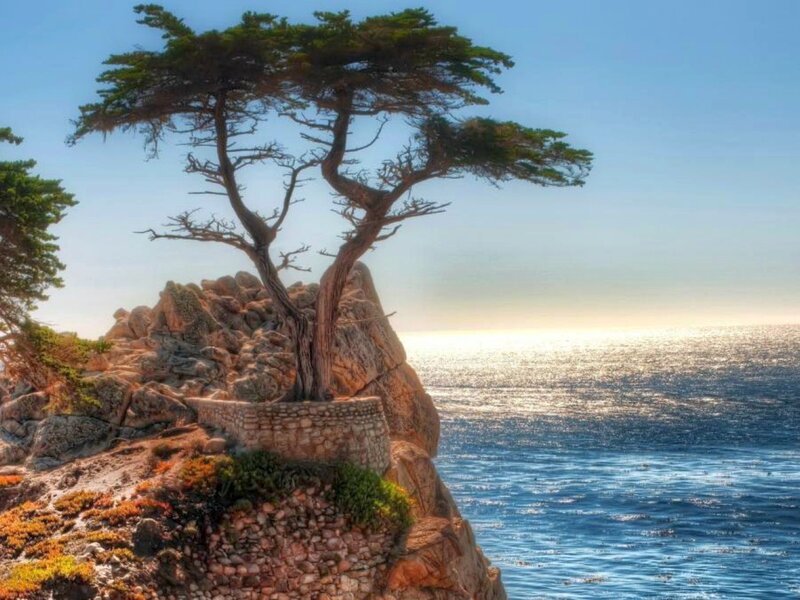 The Lone Cypress Tree