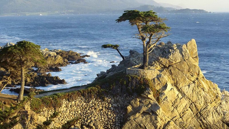 The Lone Cypress tree