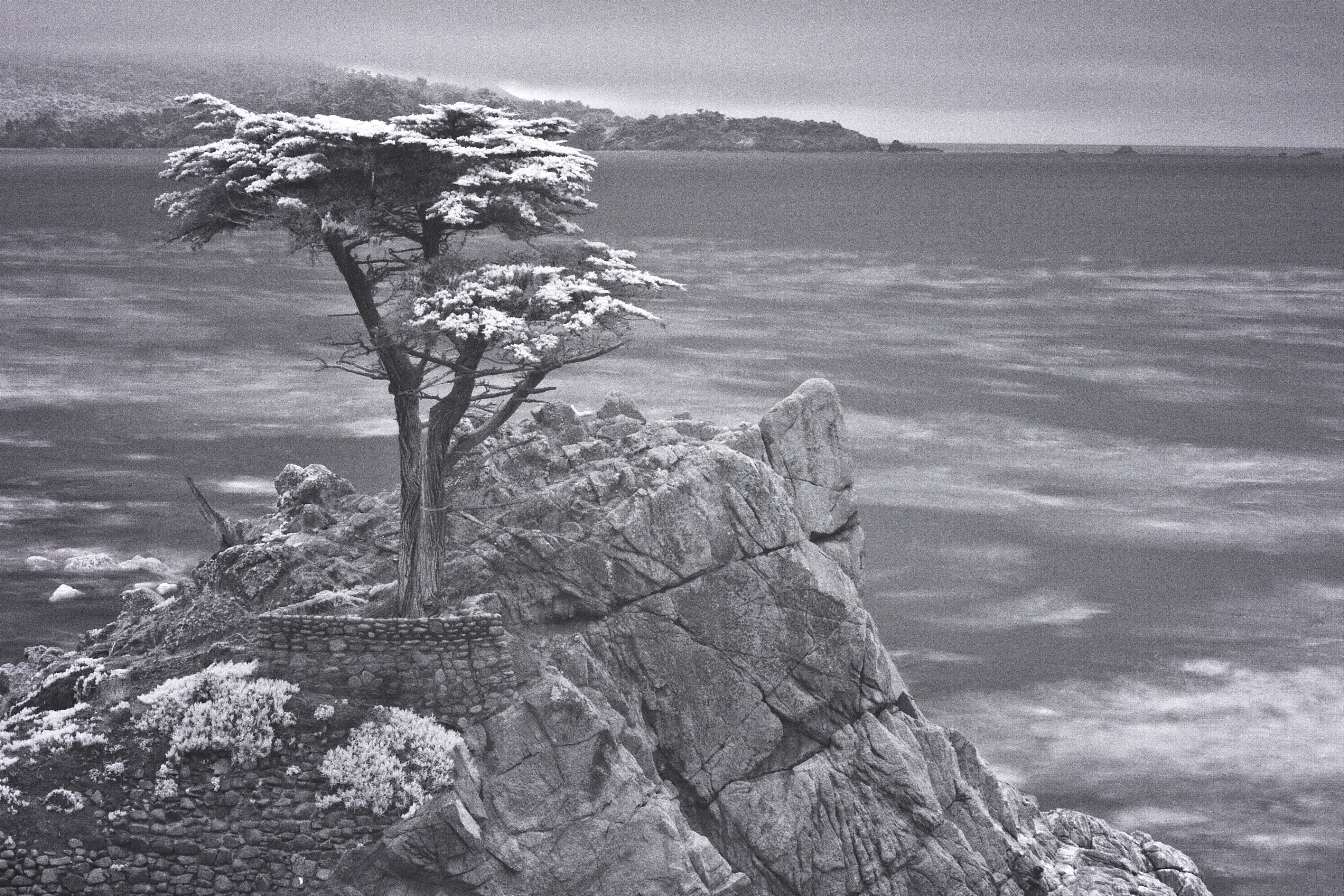 The Lone Cypress Tree