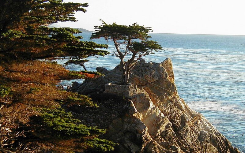 The Lone Cypress tree
