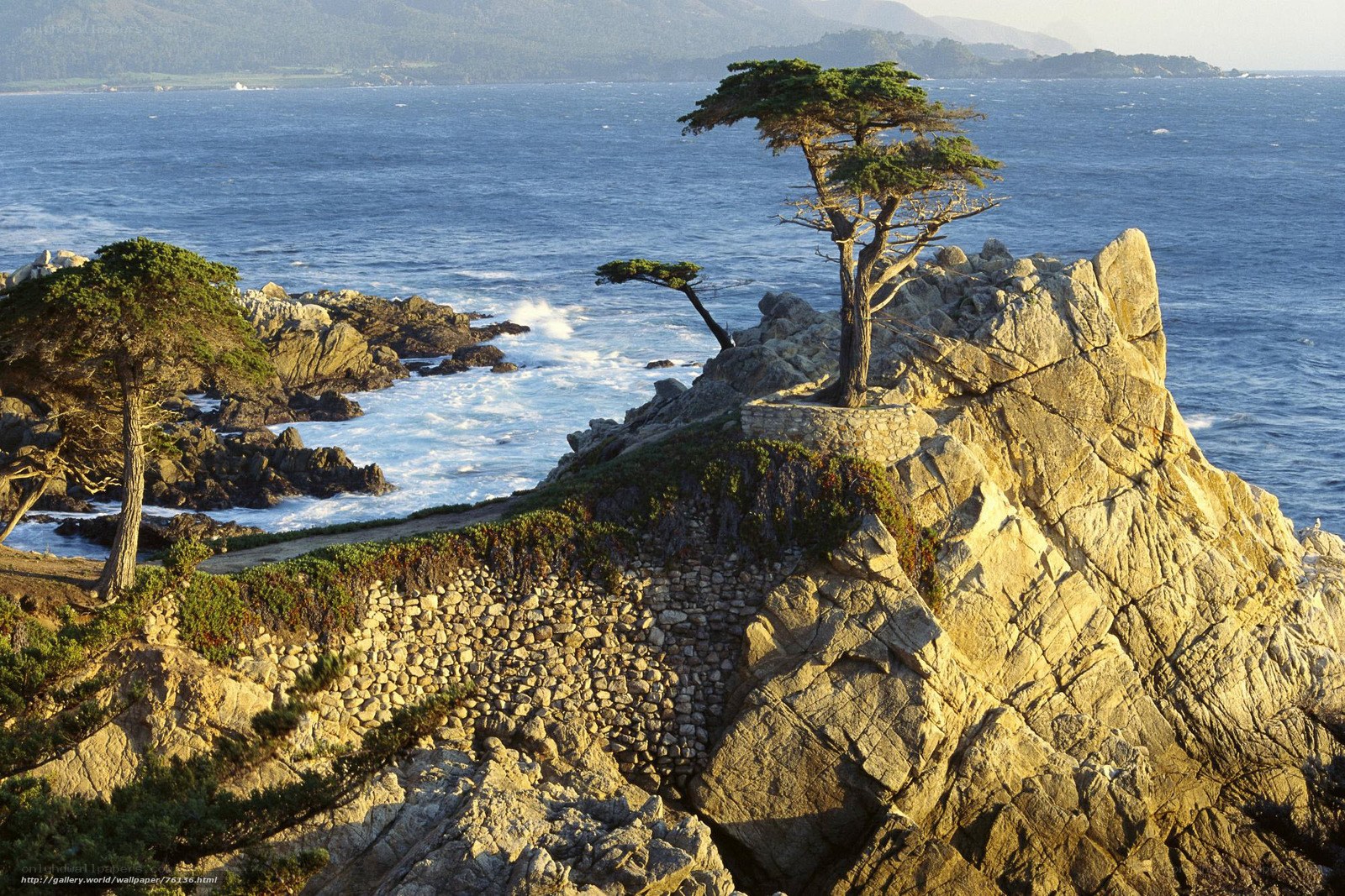 The Lone Cypress tree