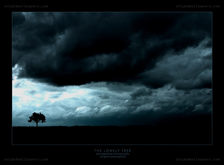 The Lonely Tree