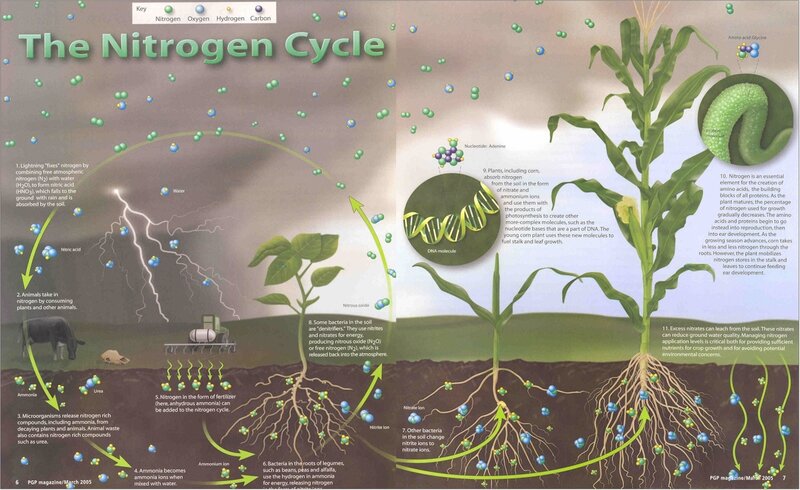 The Nitrogen Cycle Diagram