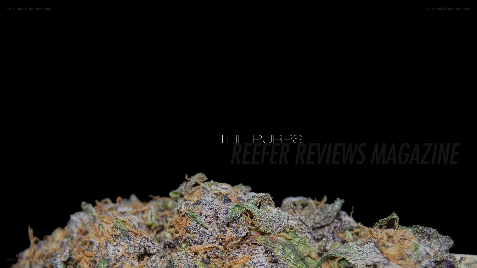 The Purps cannabis strain