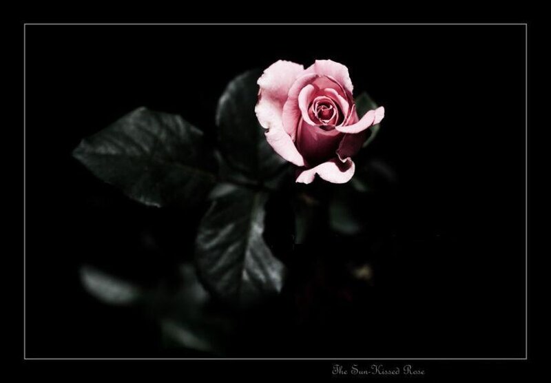 The Sun-Kissed Rose