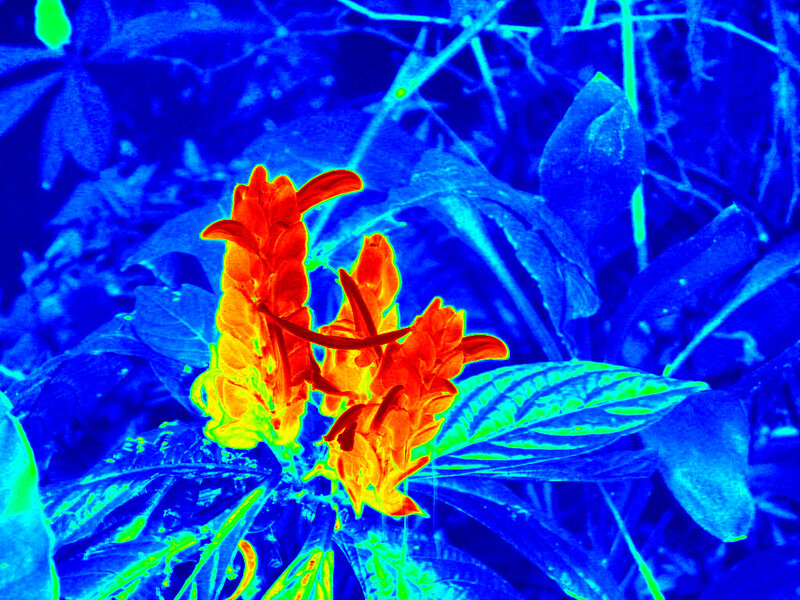 Thermal image of flowers