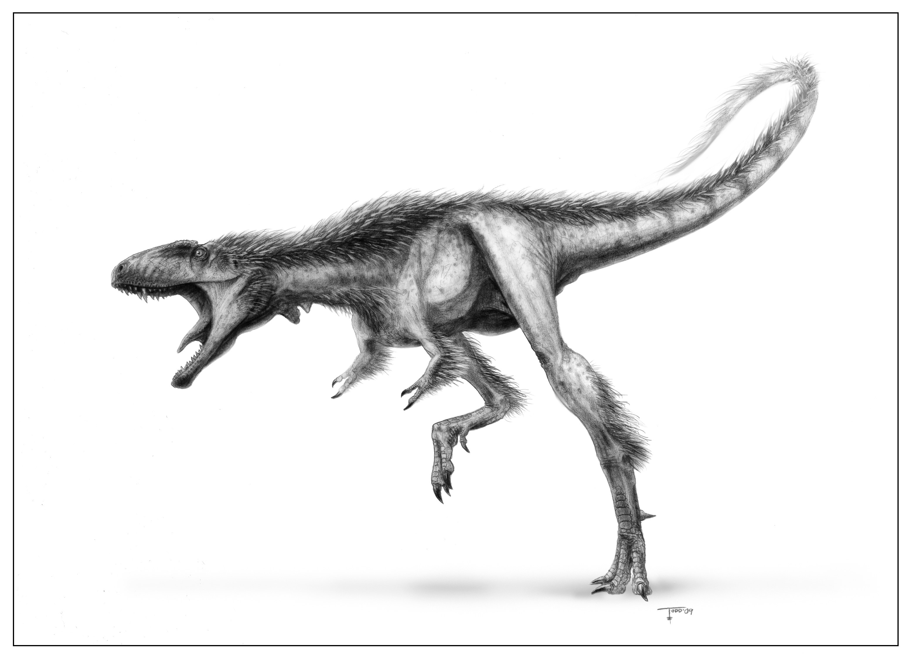 theropod dinosaur illustration
