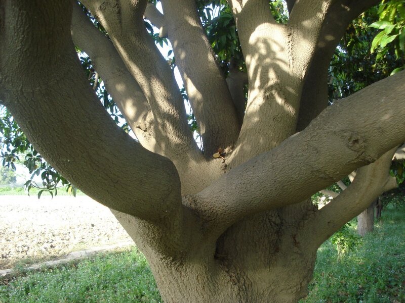 Thick Tree Trunk