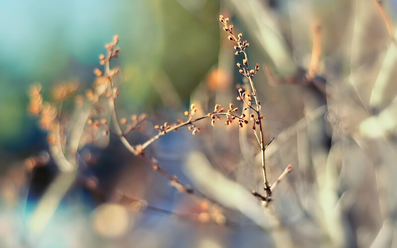 Thin Branch with Buds — Brown