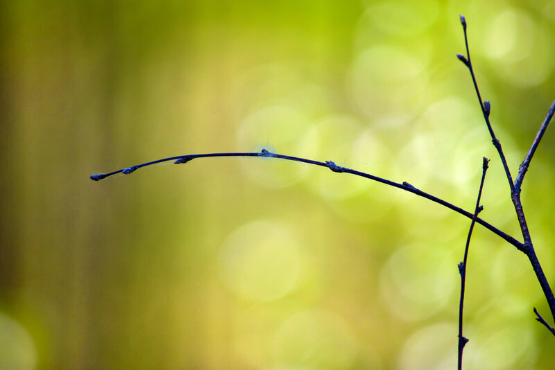 Thin Branch with Buds