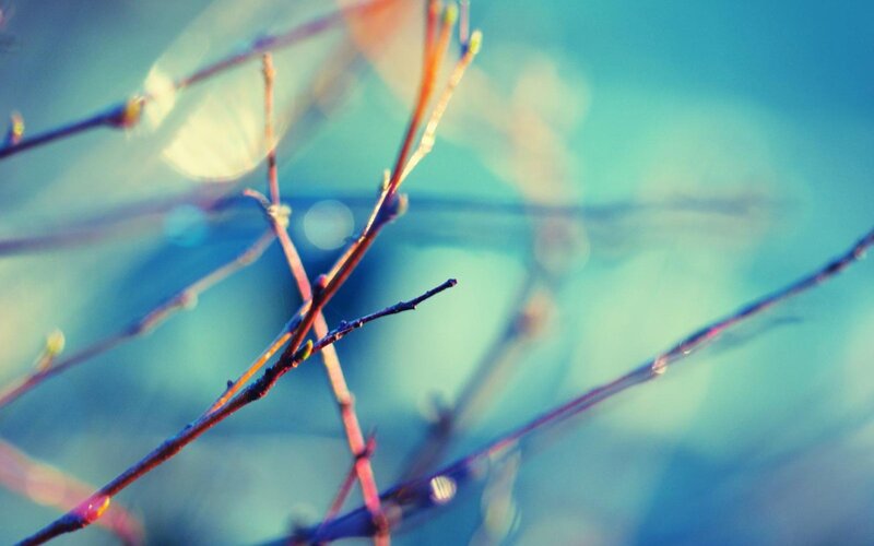 Thin Branches with Buds
