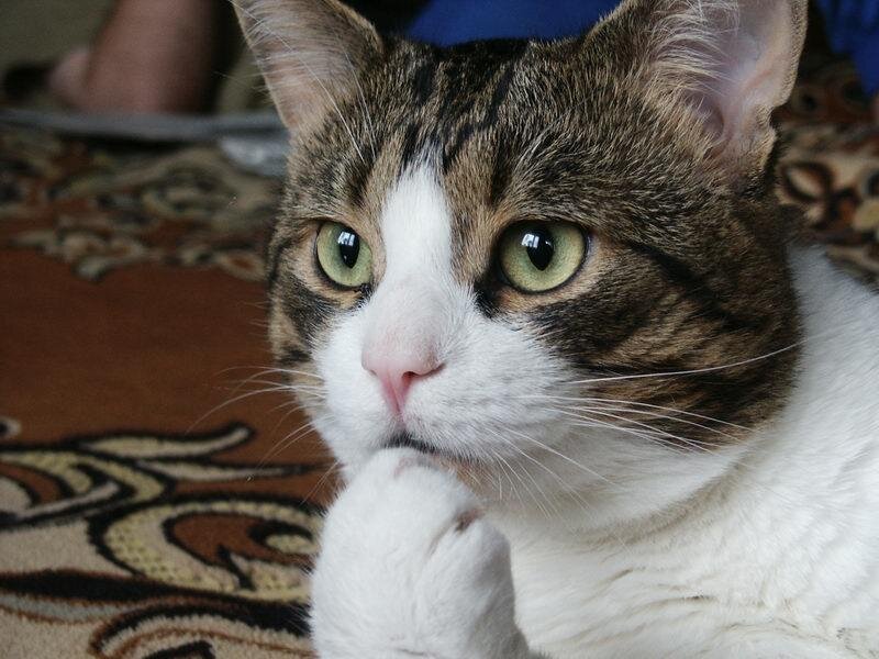 thinking cat on rug