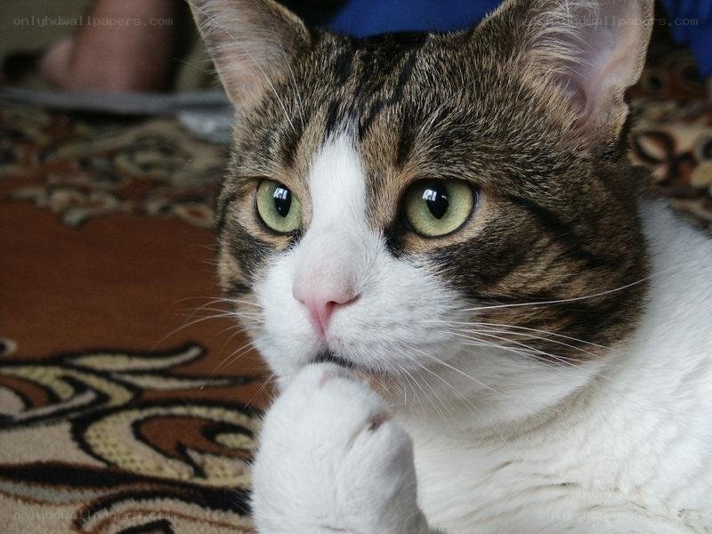 thinking cat on rug