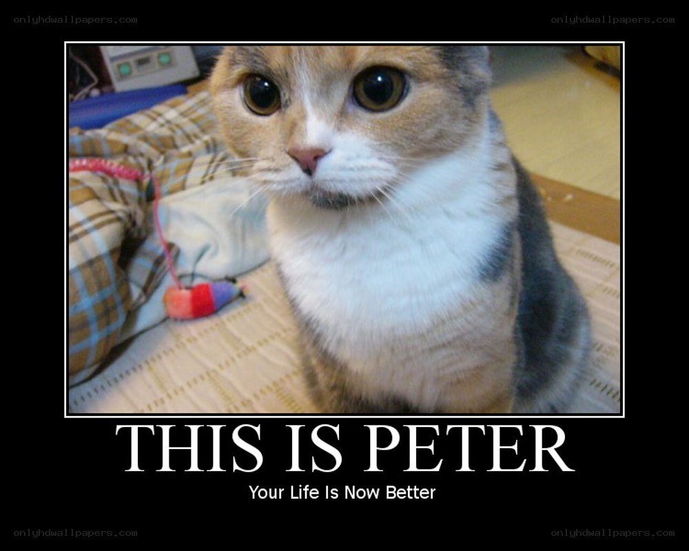 This is Peter the cat