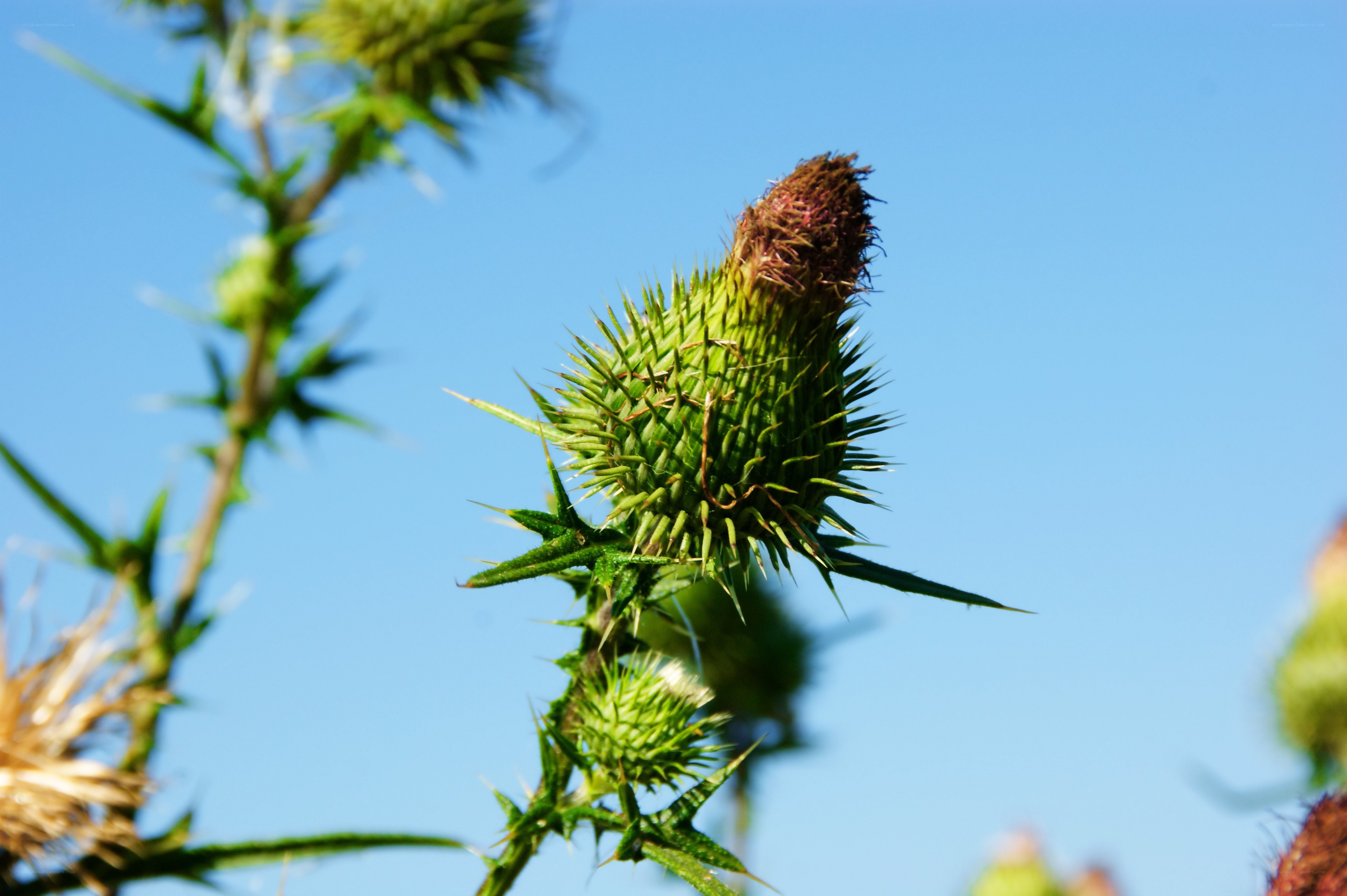 Thistle against blue sky