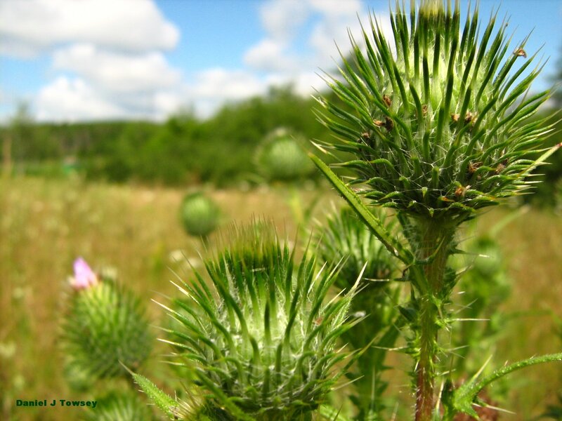 Thistle buds in a sunny field