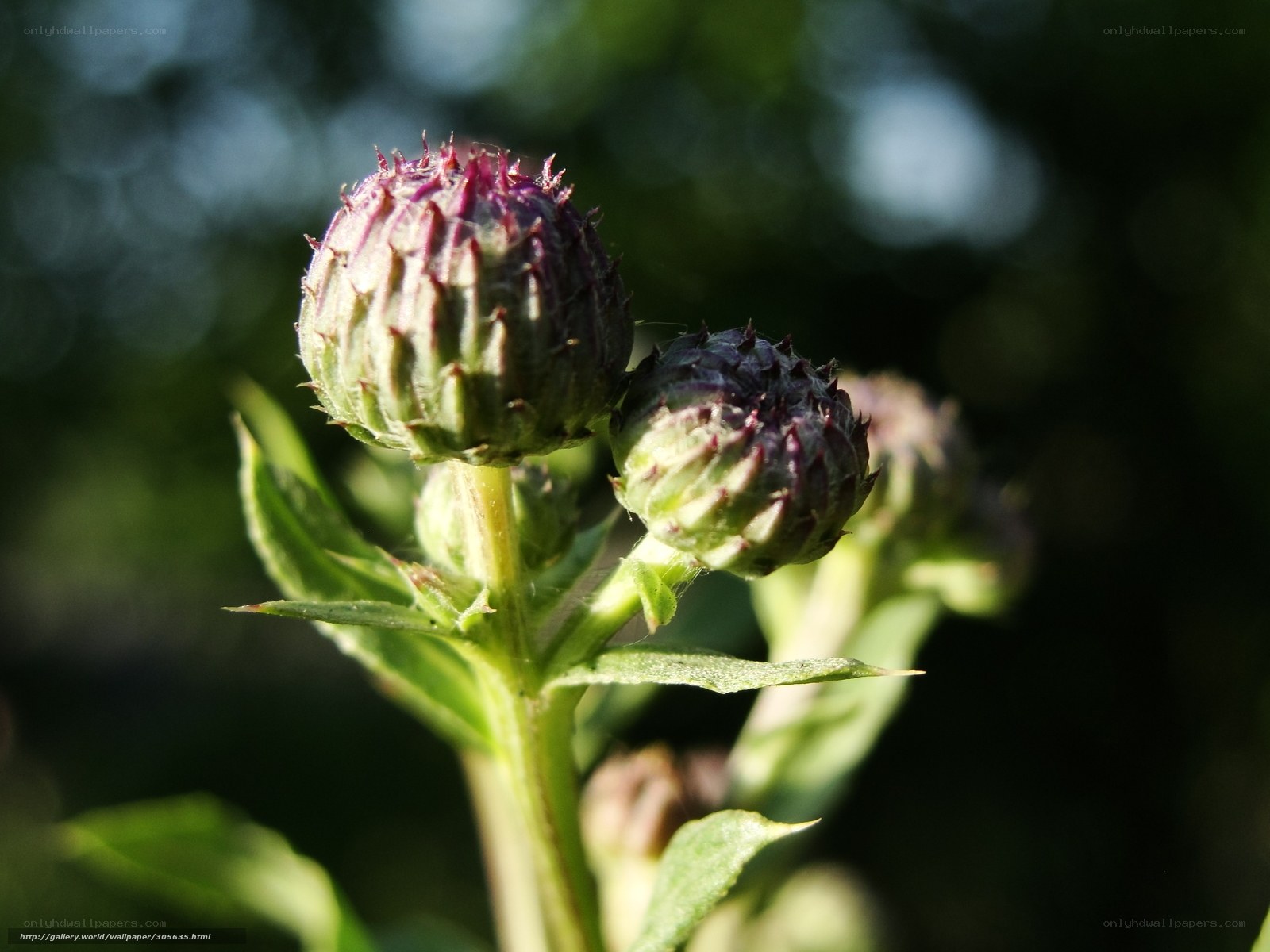 Thistle buds in sunlight