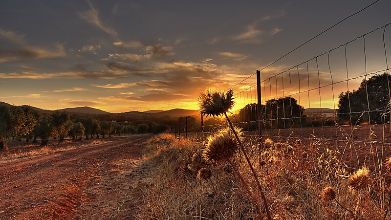 Thistle by Fence at Sunset — Orange
