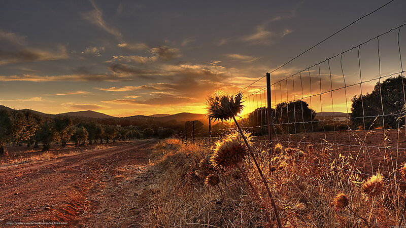 Thistle by Fence at Sunset