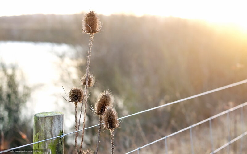 Thistle by the fence at sunset