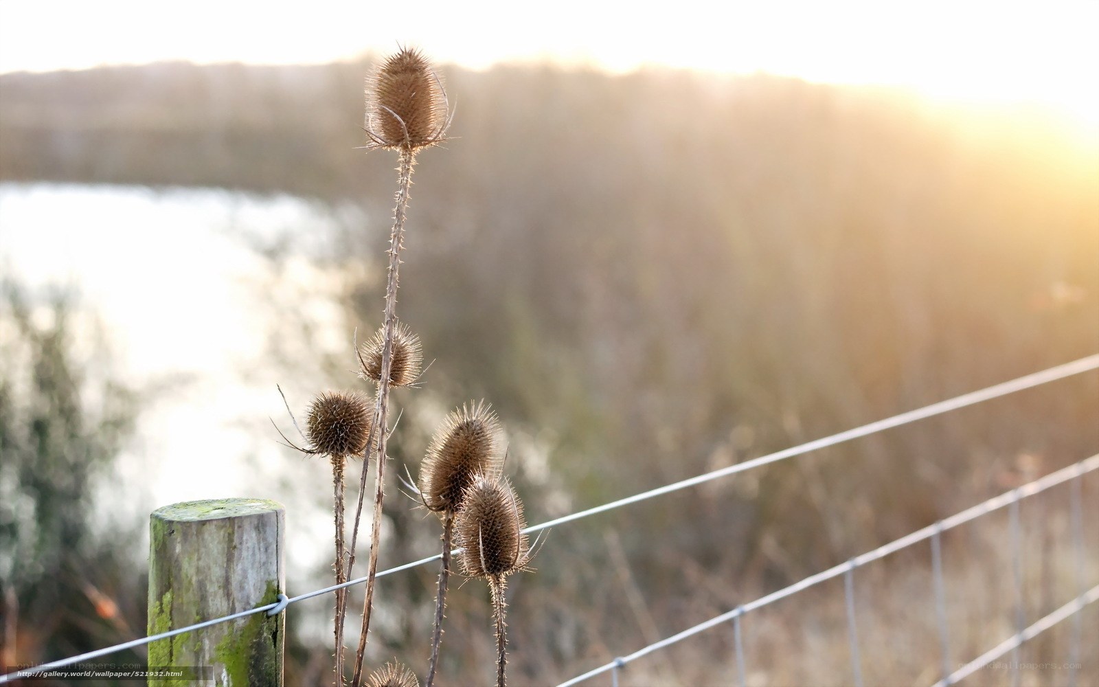 Thistle by the fence at sunset
