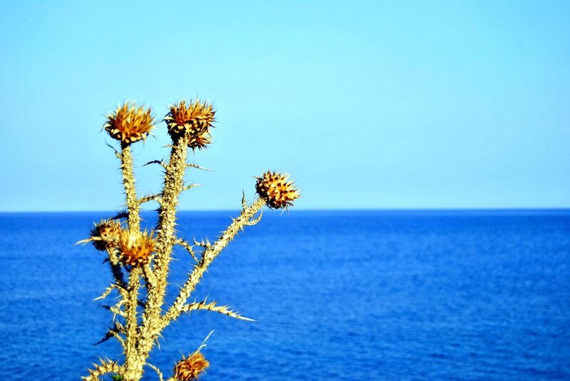 Thistle by the sea
