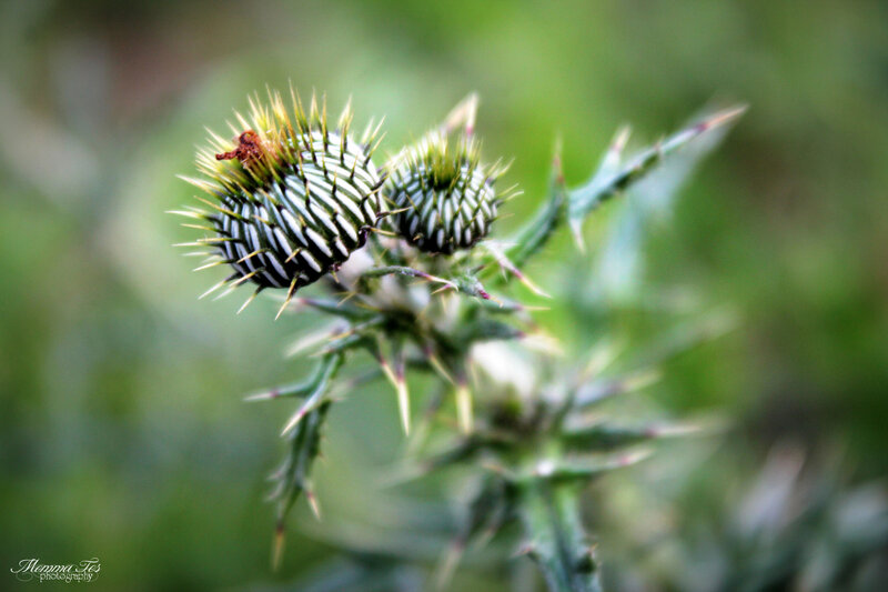 Thistle Flower Buds