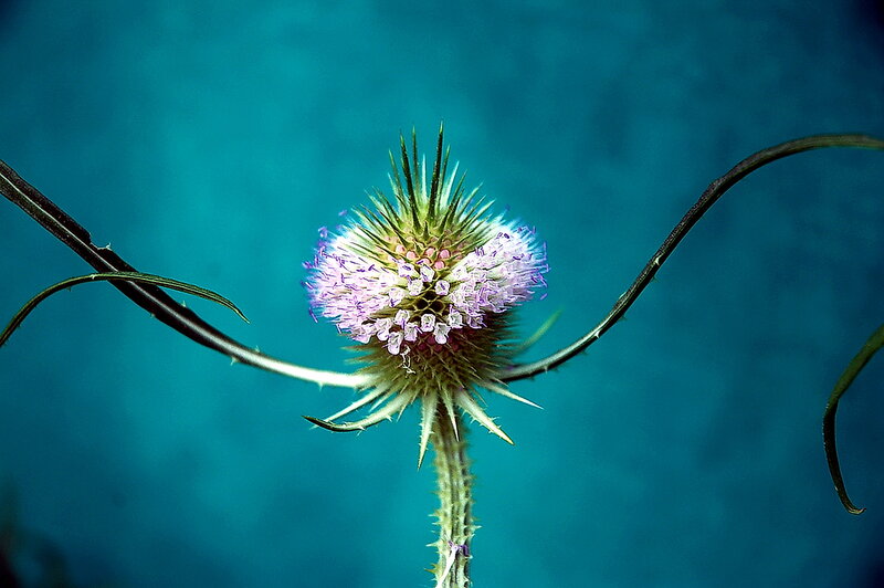 Thistle Flower Head