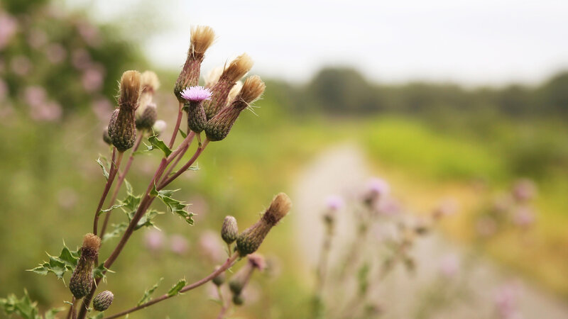 Thistle Flower in Field