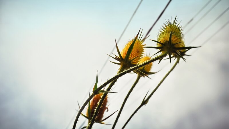 Thistle Flowers Against Sky — Yellow