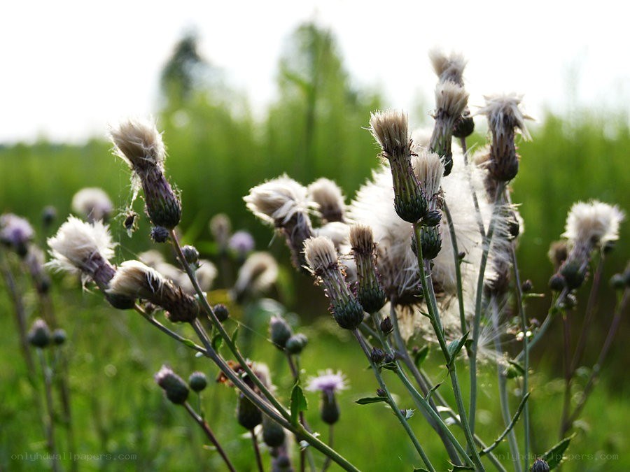 Thistle flowers in a field