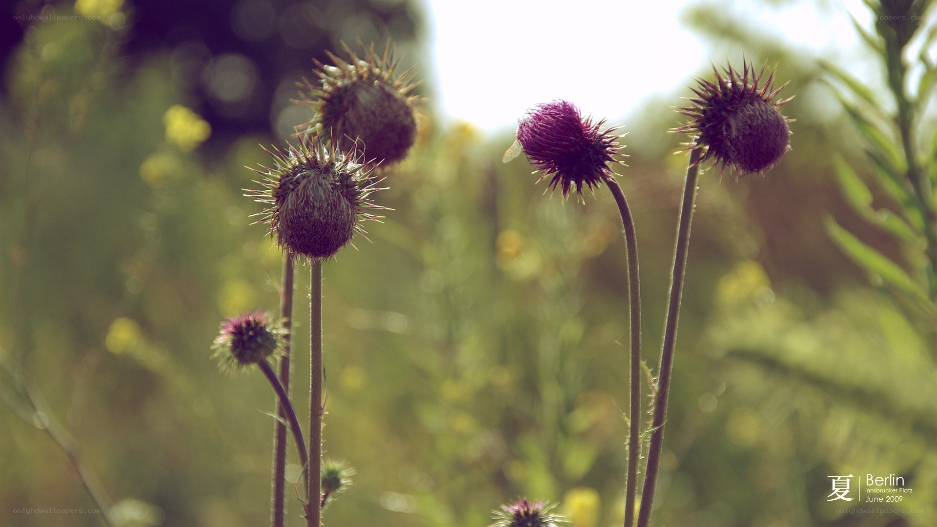Thistle flowers in a field