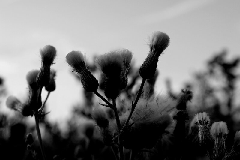 Thistle flowers in black and white